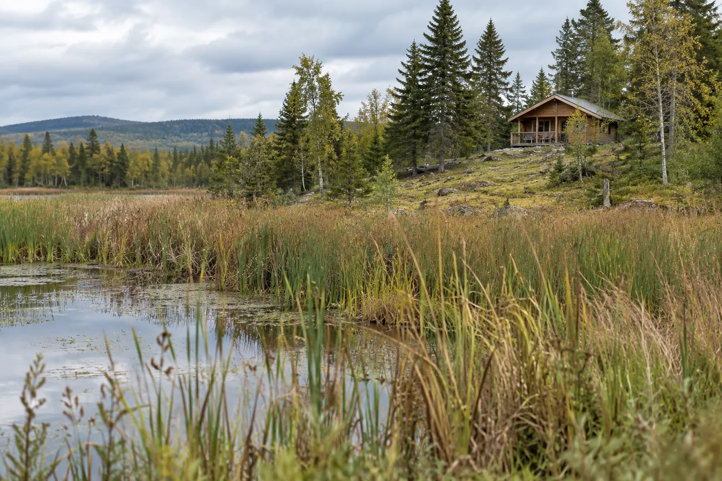 Reedy wetland edge with a prospective dry cabin site far back on higher ground, peaceful overcast landscape